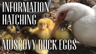 HATCHING MUSCOVY DUCKLINGS UNDER A BROODY DUCK #MUSCOVYDUCKS / Hatch Muscovy Duck Eggs
