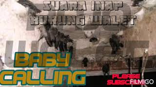 Suara walet BABY CALLING