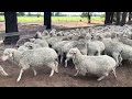 Auctionsplus national sheep sale  tuesday 23rd april 2024