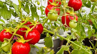 Cherry tomatoes growing in my balcony/ growing cherry tomatoes in my balcony #oman