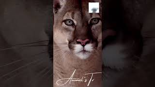 Lurking In The Snow Cougar On The Move