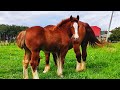 ШИКАРНА КАТАЛЕЯ💯/КОНІ ВАГОВОЗИ/КОНІ В УКРАЇНІ/STRONG HORSES