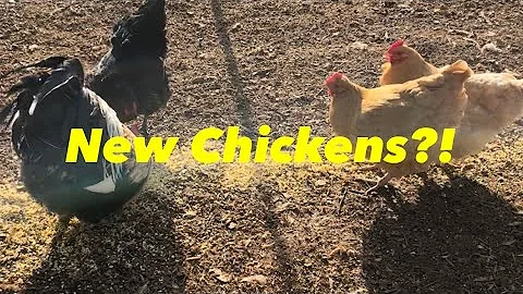 When Can Your New Chickens Free Range?