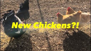 When Can Your New Chickens Free Range? How Long Do Chickens Live My Kanala