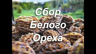 Сбор белого ореха