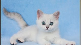 Британские котята,серебристые шиншиллы. Маленький Данечка ( 22,06,2016 ) Британские котята,серебристые шиншиллы. Маленький Данечка ( 22,06,2016 )
