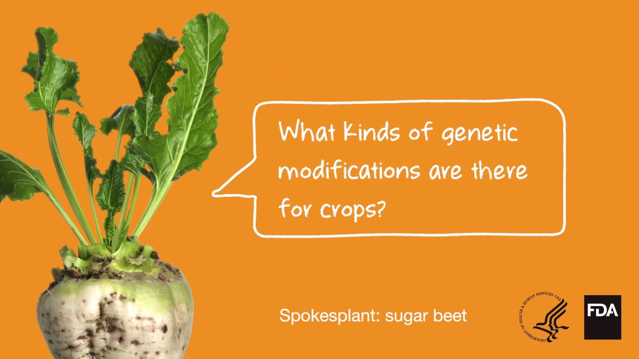 Science and History of GMOs and Other Food Modification Processes | FDA