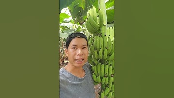 TRỒNG CHUỐI CẤY MÔ CÓ SƯỚNG NHƯ LỜI ĐỒN?