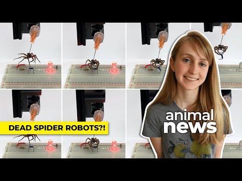 The strange science of necrobotics | CBC Kids News