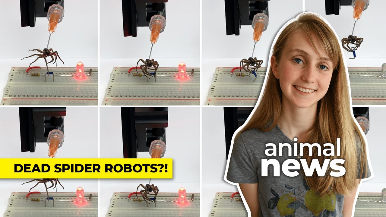 The strange science of necrobotics CBC Kids News YouTube