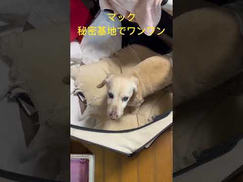 マック 秘密基地でワンワン #オトナブルー #新しい学校のリーダー #dog #love #mac #マック #chien #anjing #犬 #cane #いぬ #cute #かわいい