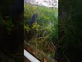 fight to the death #guppy #fighting #battle #aquarium #fish #fishtank #angry #viral #shorts #crazy