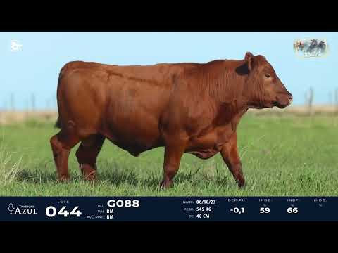 LOTE 44   TAT G088 M Red Angus