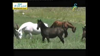 (الخيل) ::   أمم أمثالكم ::  المجد الطبيعية