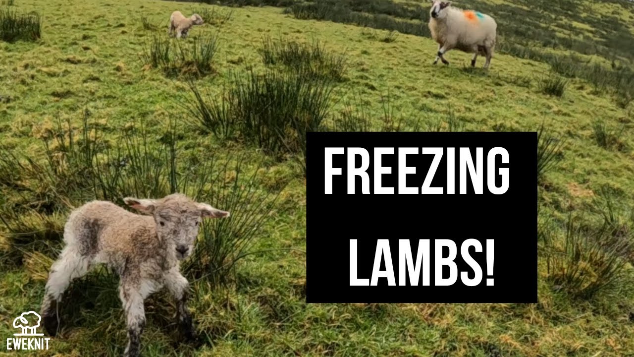 Saving NEWBORN LAMBS in MISERABLE WEATHER! YouTube