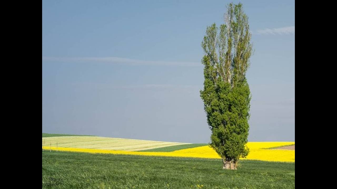 Il pioppo di Clemente Rebora
