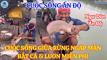 Cuộc sống Ấn Độ: Ngư Dân bắt Cá và lươn giữa Rừng ngập mặn – Không tốn một đồng!