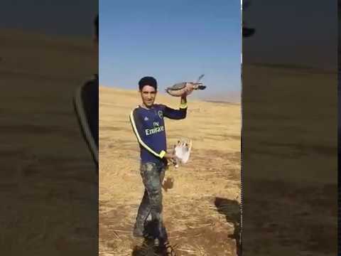 لحظة طرح شيهانة شيروان  