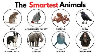 The 8 Smartest Animals On Earth: Explained