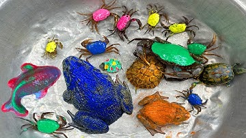 Kem Ốc và cua Chanel lái xe công nông đuổi theo con cua, con ếch, con nhái, ếch trắng, rùa con, lươn