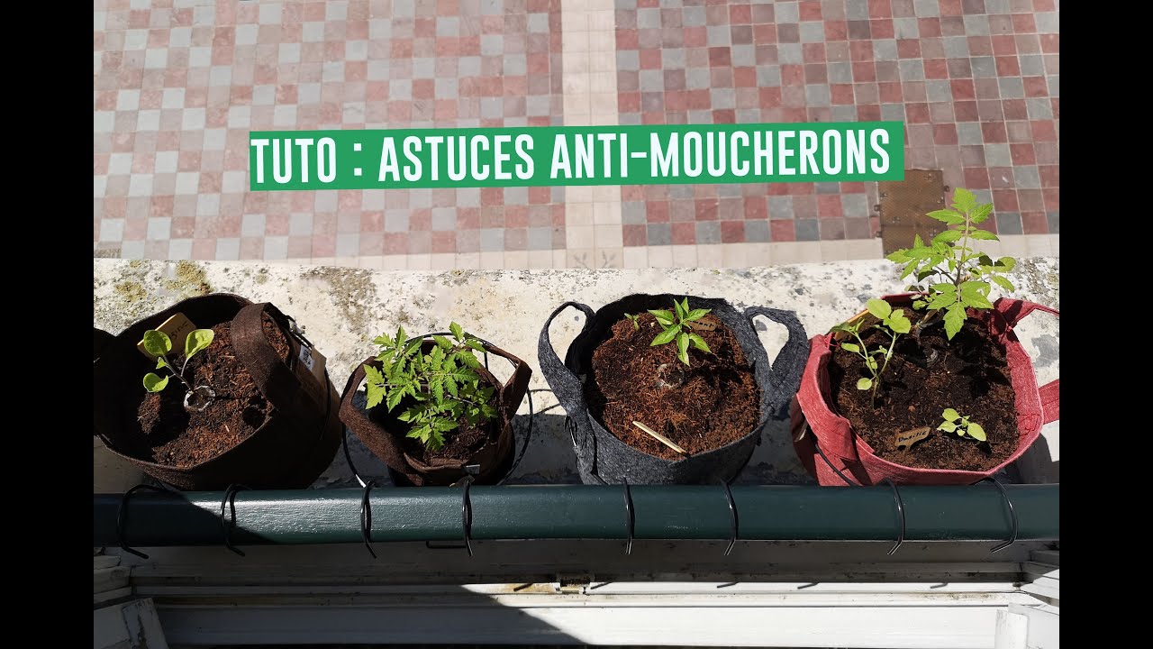 6 ASTUCES contre les MOUCHERONS de terreau ~ SOS PLANTES ? 🪴🪰 