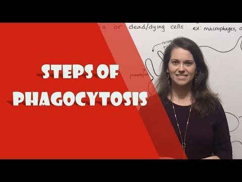 Phagocytosis