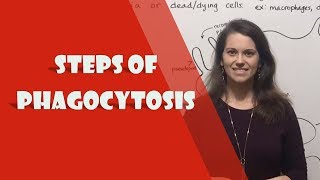 Phagocytosis