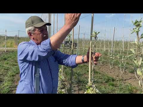Видео: Грушевые деревья, подходящие для шпалеры - Советы по выращиванию шпалерной груши
