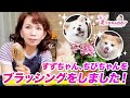 我が家のわんこたちのブラッシングをしました！