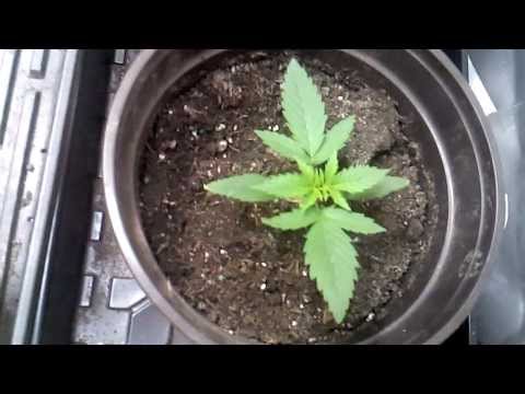 Wonder Kush #3