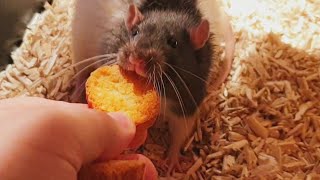 🐀 Curie is greedy, Lamarck trusts no one 🐀
