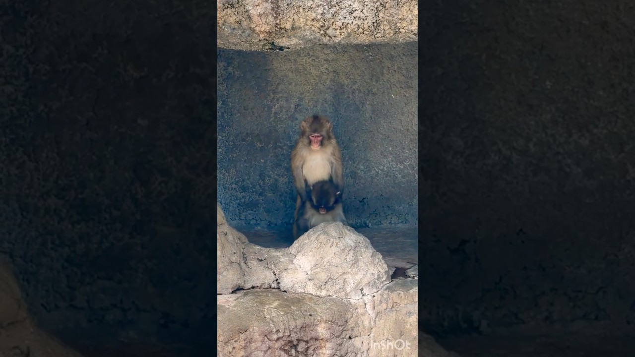なかよしこよし🐒パンチ君🩷