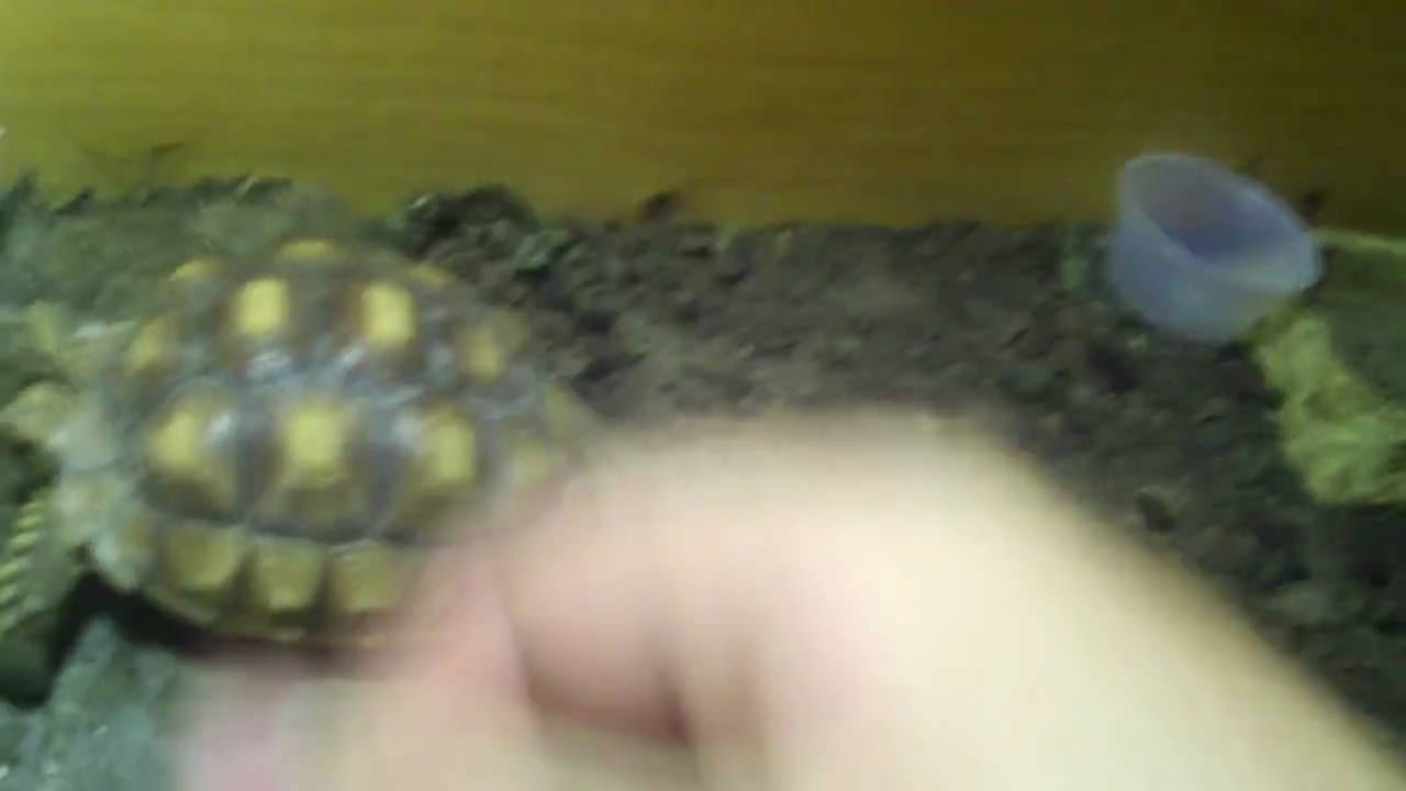 snake oil Tortoise Update
