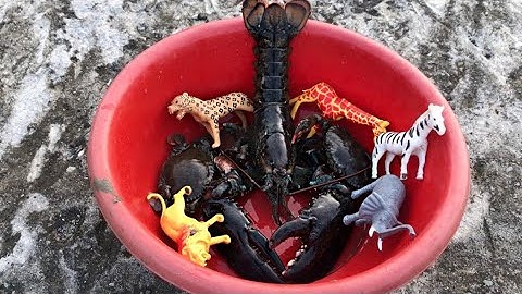 Trò Chơi Bắt Các Con Vật Ở Đồng Ruộng, Con Cua Đồng, Con Tôm, Con Cá, Con Sư Tử