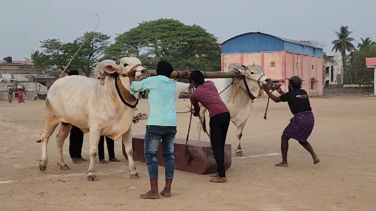VGVKR Bulls Jammalamadugu load beta (New category)