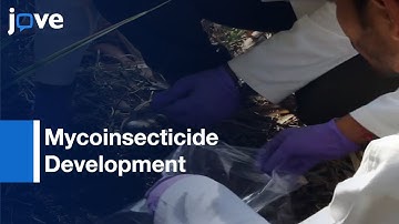 Mycoinsecticide Development: From Isolation to Field Performance | Protocol Preview