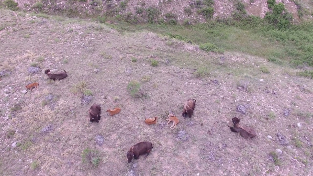 Laramie Foothills Bison Conservation Herd