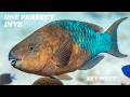 A Great Shallow Reef Snorkeling in Key West | Sand Key &amp; Eastern Dry Rocks
