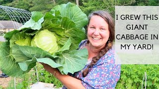 From Suburbia to Food Paradise:Massive Harvests from my Garden