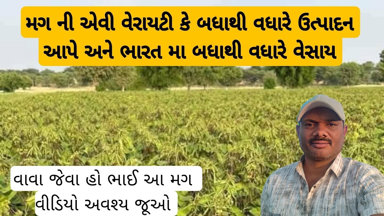 સૌથી વધારે ઉત્પાદન આપતી મગ ની જાત કય જાણો  #mag ni vadhare utpadan apati jat 