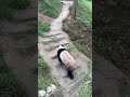 Pandas Are WAY Stranger Than You Think 😳🐼