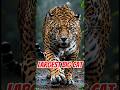 Jaguars: The Largest Big Cat in the Americas #animalscience  #jaguars #LargestBigCat #facts