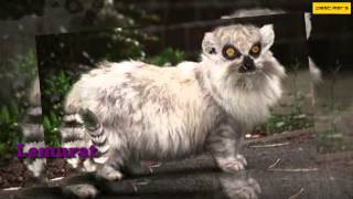 Top 10 Bizarre Genetically Modified Organisms in the world 2
