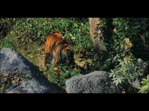 Python vs tiger - YouTube