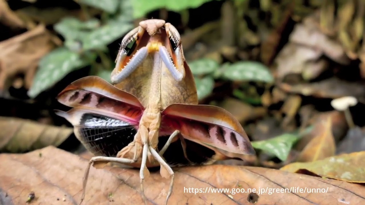 maxresdefault.jpg?sqp=-