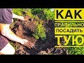 КАК ПРАВИЛЬНО ПОСАДИТЬ ТУЮ Своими Руками