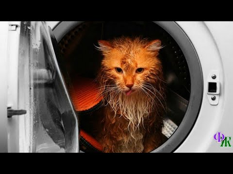 Запустив стиральную машину,