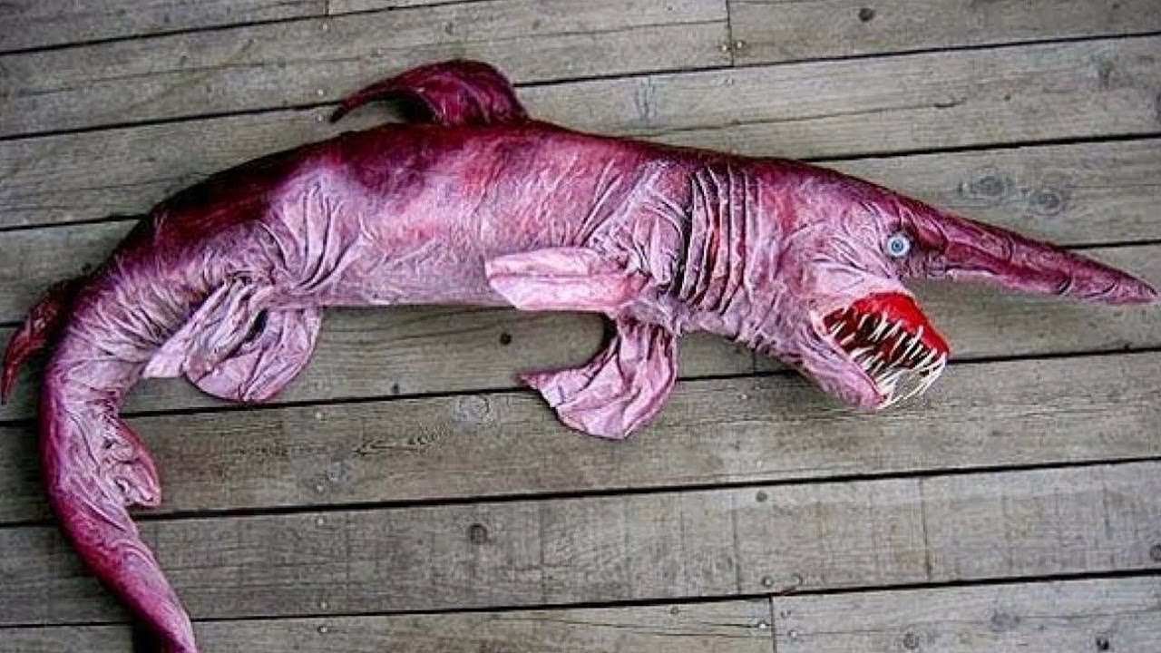 10 ОЧЕНЬ СТРАННЫХ ЖИВОТНЫХ