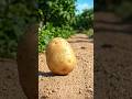 “Here Kya Re! Aloo Ka Attitude 😂🥔”#FunnyAI #AlooSwag #shots #explore #newtrend  #DesiAI #ShortsViral