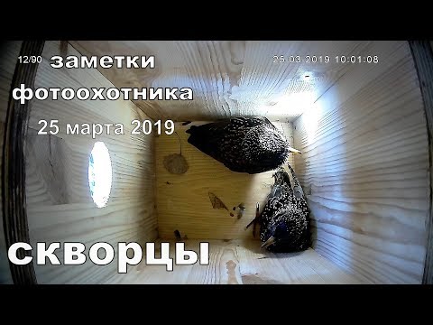 Скворцы 25 марта 2019 года